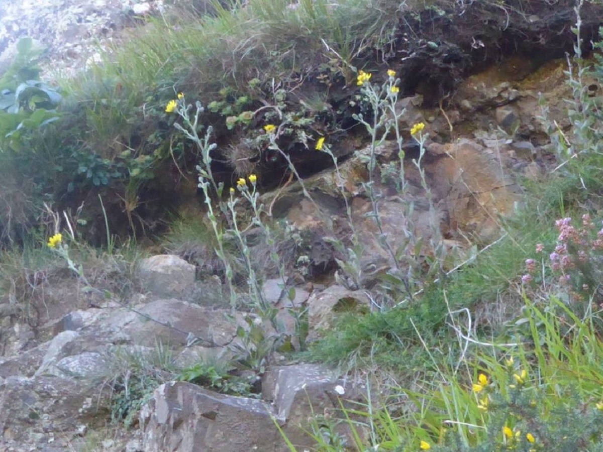 Hieracium nobile (Asteraceae)